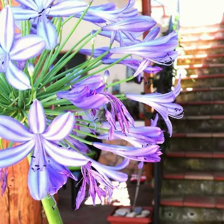 아파트 U Pantanu *