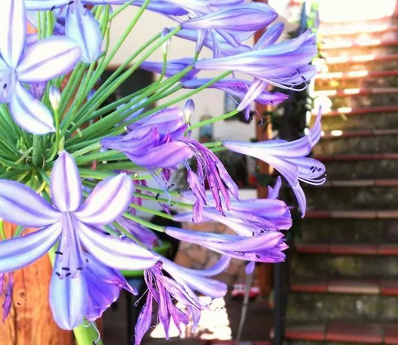 דירה U Pantanu *